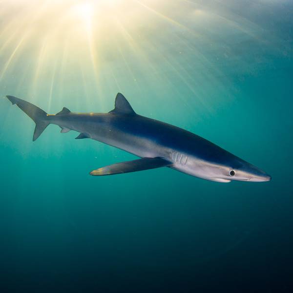 Snorkel con tiburones en Bermeo