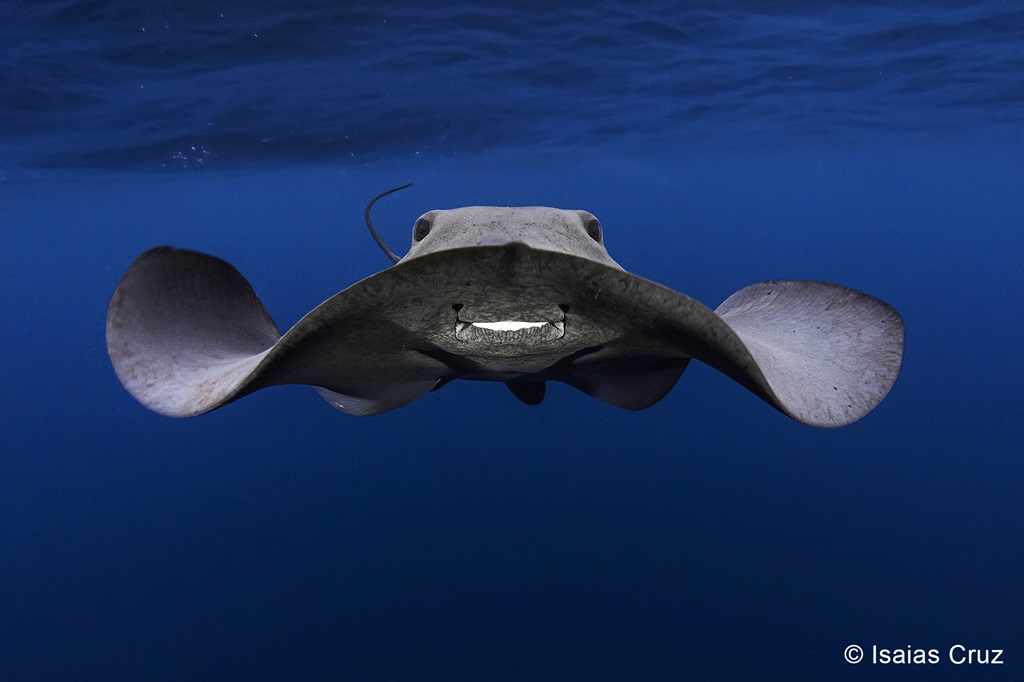 Raya Pelágica Raya Pelágica