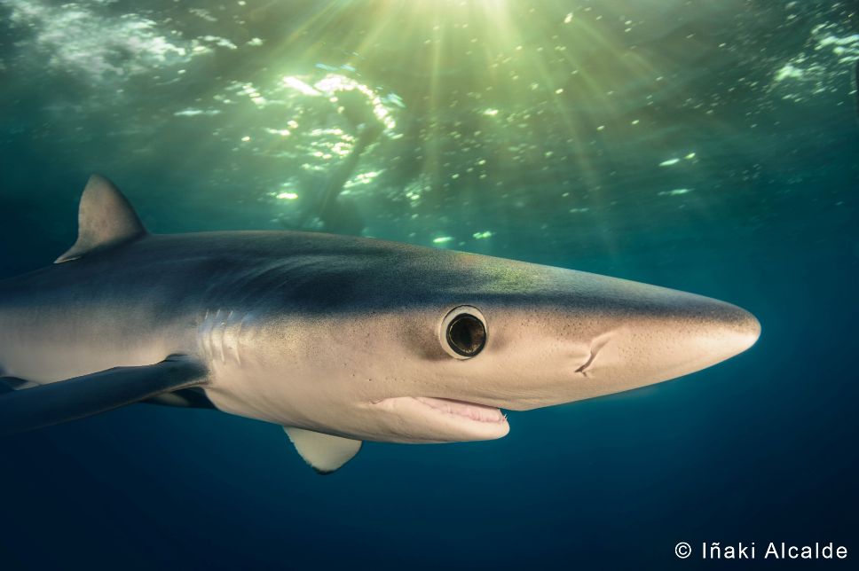 BLUE SHARK PHOTO CONTEST