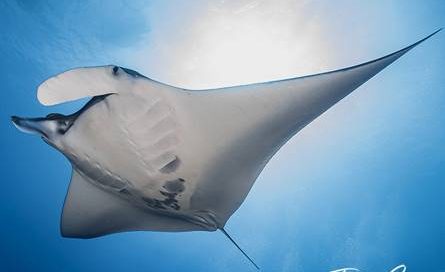 Mako Pako y Plataforma de Buceo en el Mar Rojo