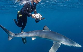 Estudio de campo de Mako Pako