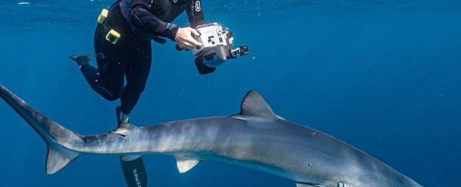 Estudio de campo de Mako Pako