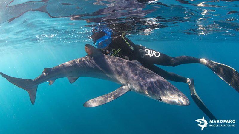 Mako Pako – Snorkel con tiburones Mako Pako tiburones-cantabrico