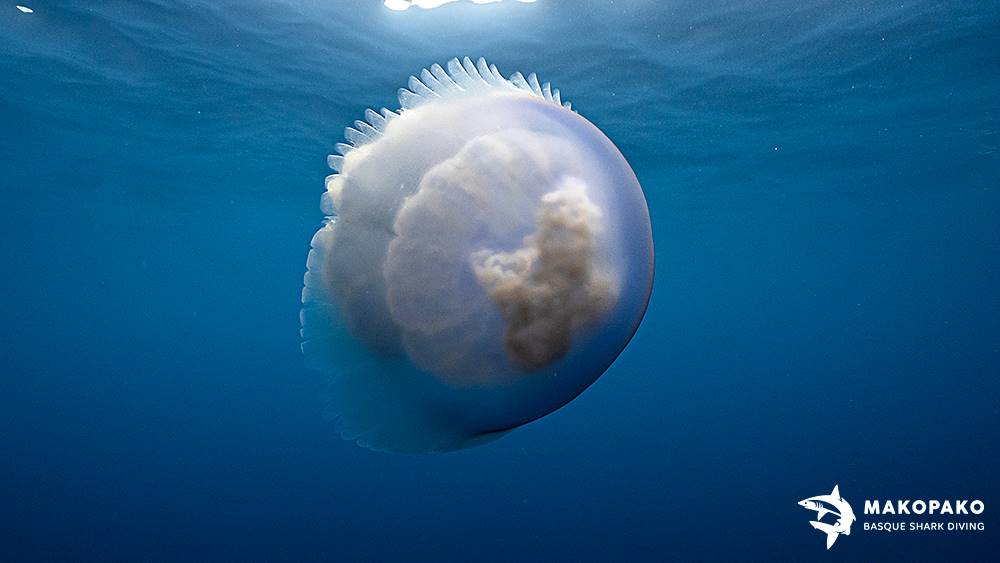 Acalefo Azul - MakoPako