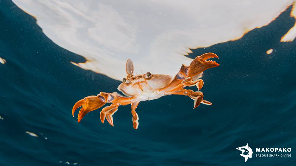 Cangrejo patudo - MakoPako