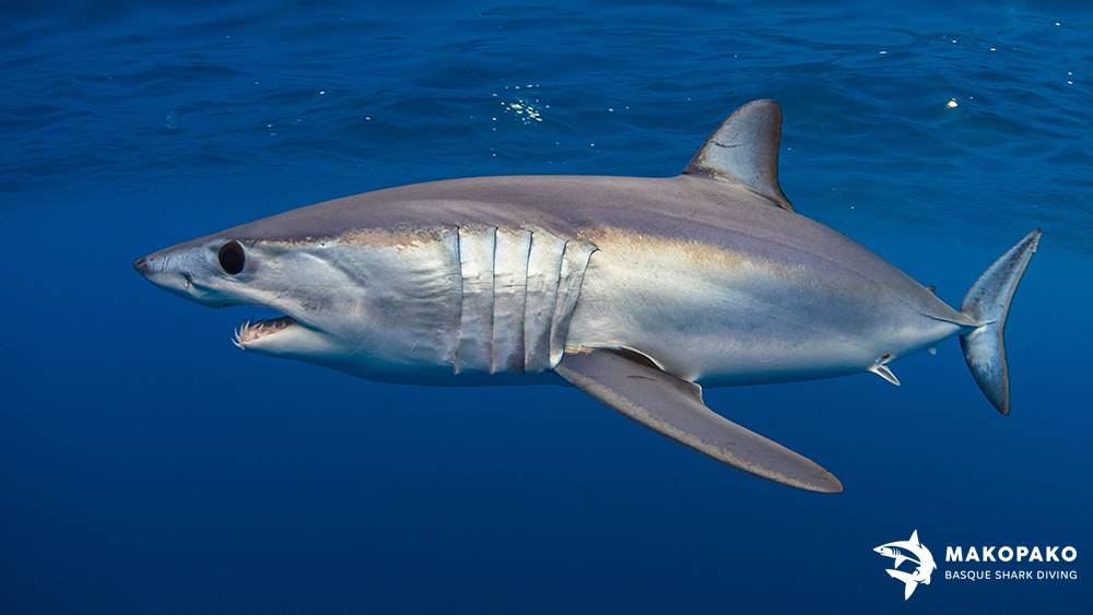 Tiburón Marrajo