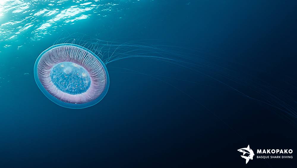 Medusa Aequorea - MakoPako