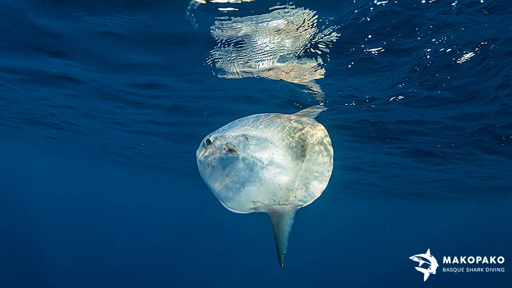 Pez Luna en el cantábrico