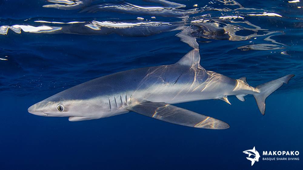 Tiburón Azul Mako Pako