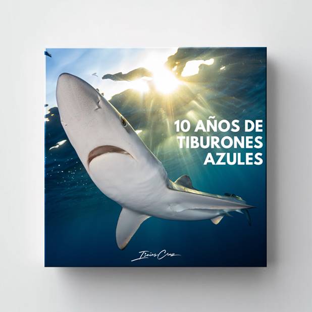 10 años de tiburones azules
