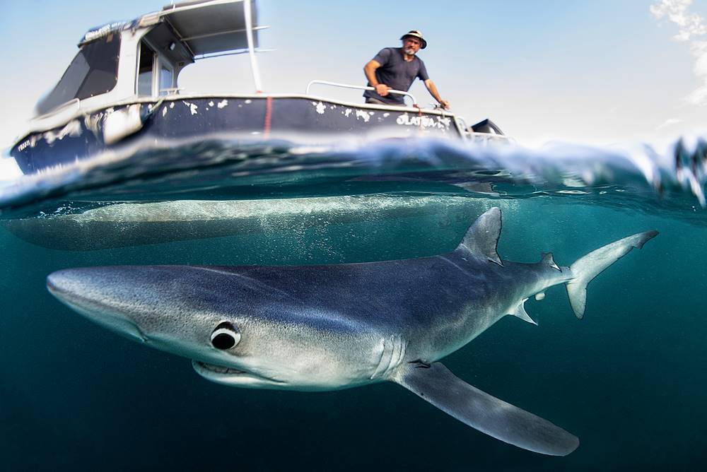 Snorkel con tiburones en Bermeo