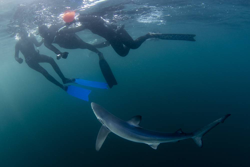 Bermeo sharks snorkeling