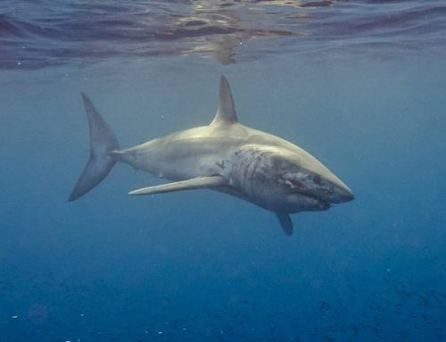 Makos con la cara cortada, una historia de resiliencia