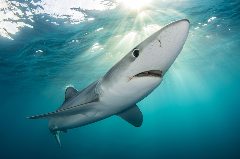 Tiburón Azul - Kantauri, la película del mar Cantábrico