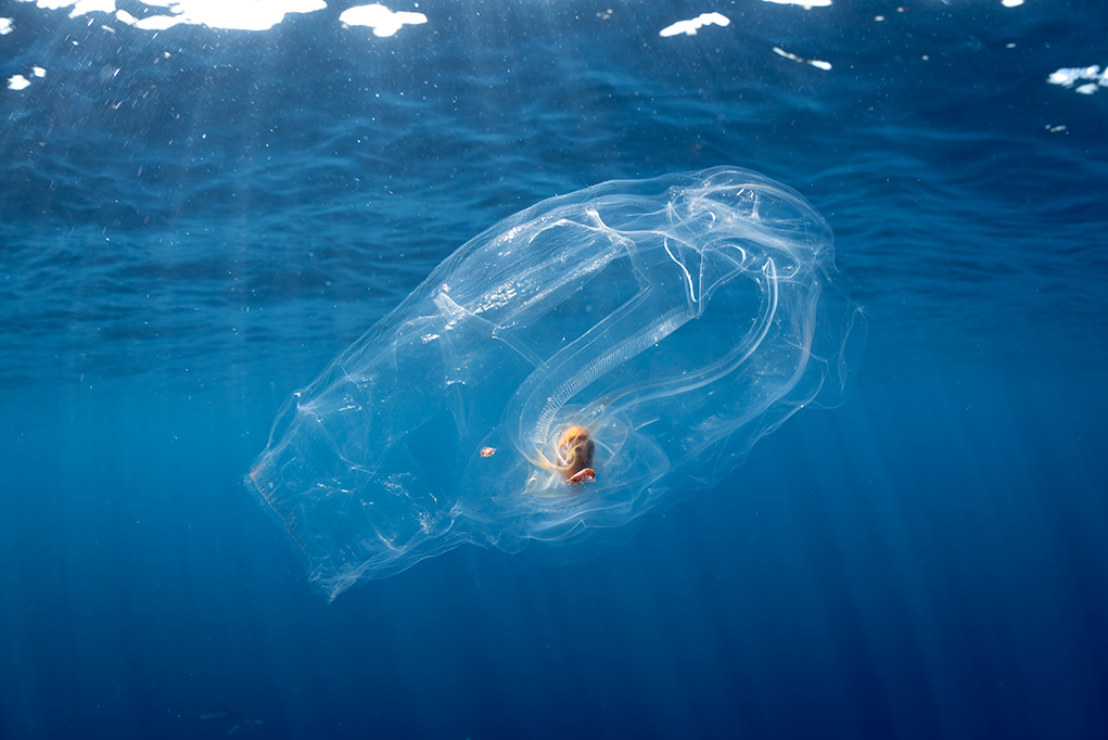 Mako Pako – Snorkel con tiburones Mako Pako - Snorkel con tiburones