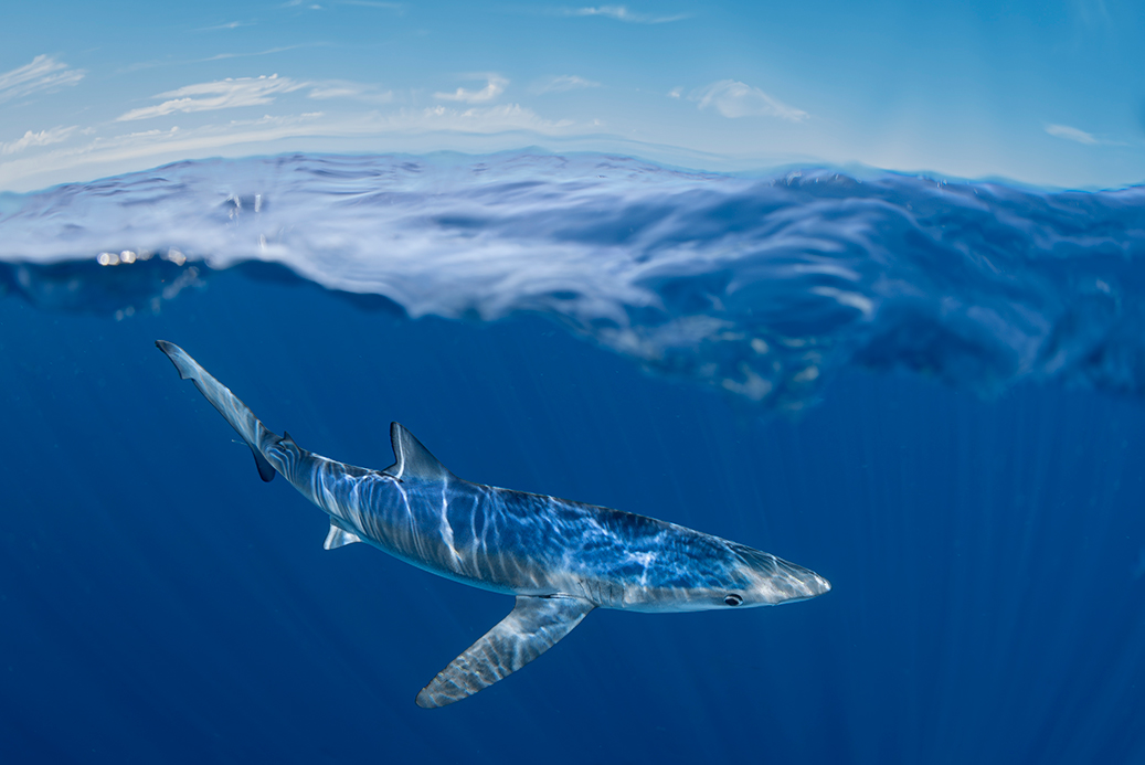 MakoPako Tiburones en el cantábrico MakoPako Tiburones en el cantábrico