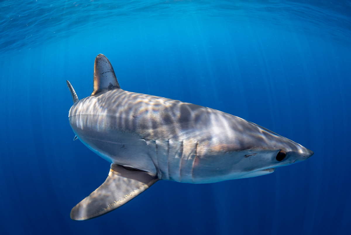 Mako pako bermeo Mako pako bermeo