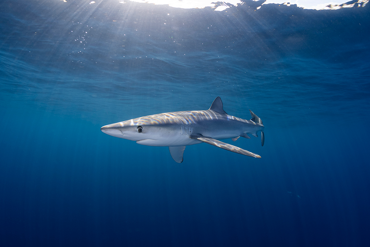 Buceo en Bermeo Buceo en Bermeo