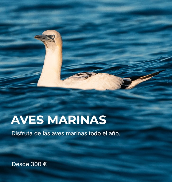 Aves marinas Visualización de aves marinas