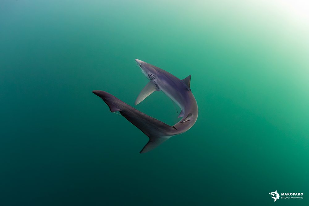 MakoPako Tiburones en el cantábrico
