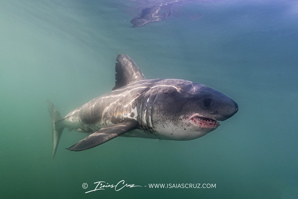 Lamna ditropis Mako Pako - Snorkel con tiburones
