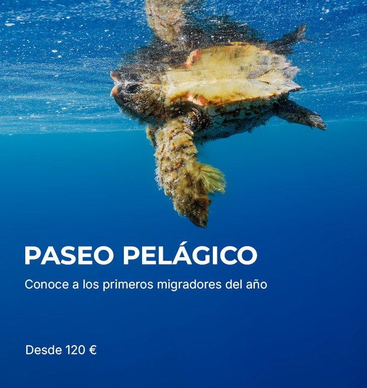 PASEO PELAGICO Paseos pelágicos