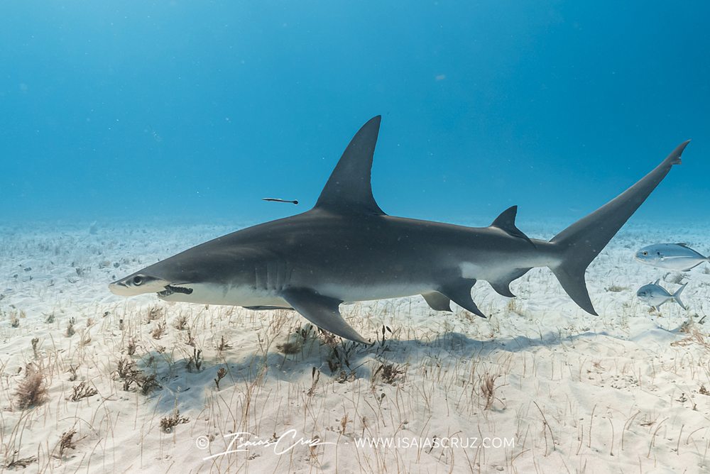 Un libro de Tiburones Mako Pako - Libro tiburones