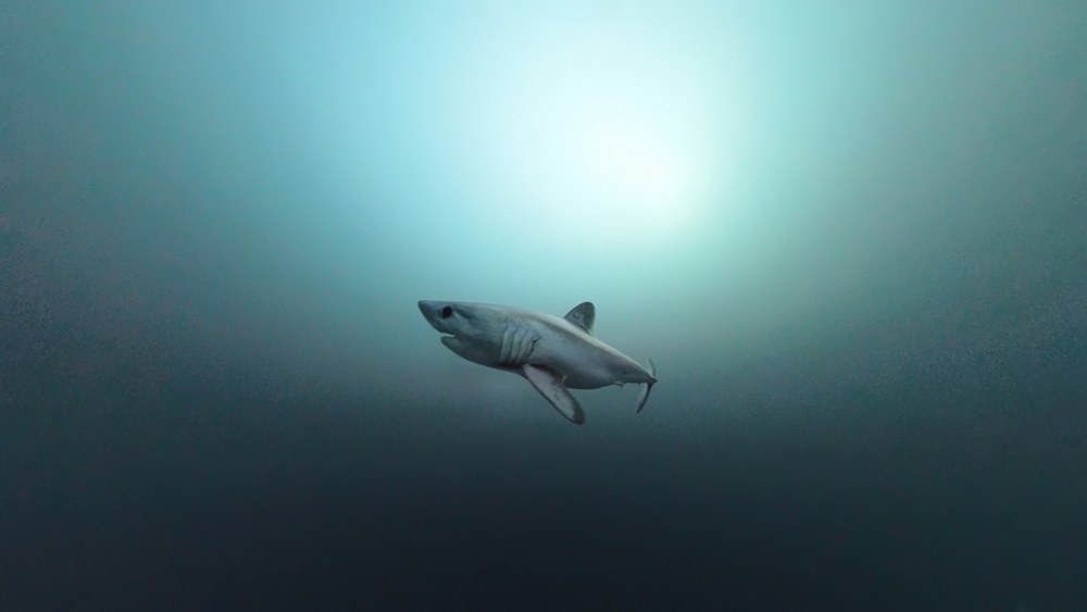 Área de interés de la Costa Vasca