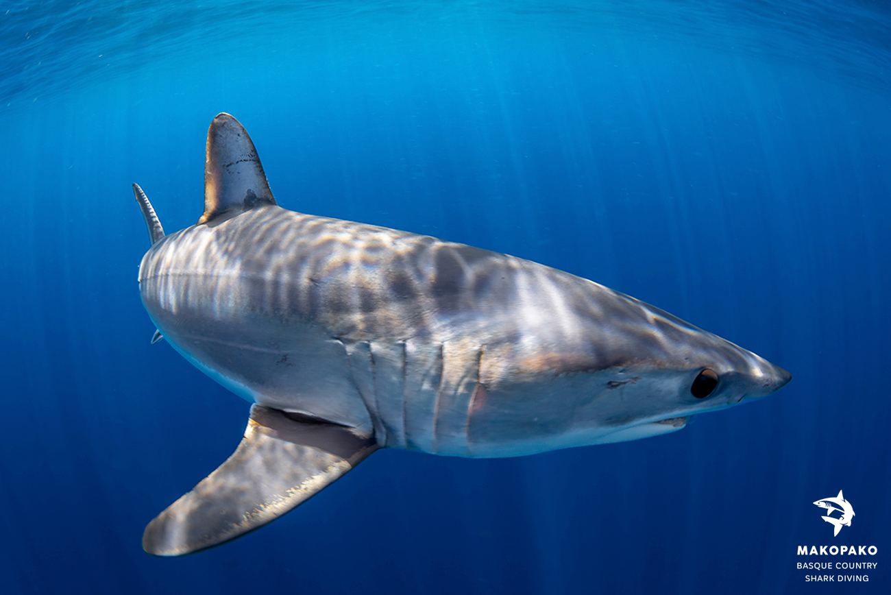 cronica temporada 2025 3