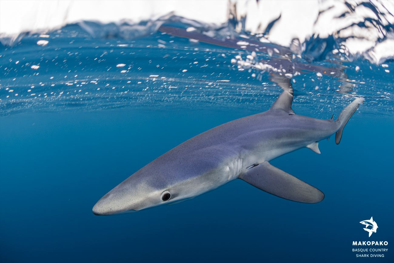 cronica temporada 2025 4 MakoPako Tiburones en el cantábrico