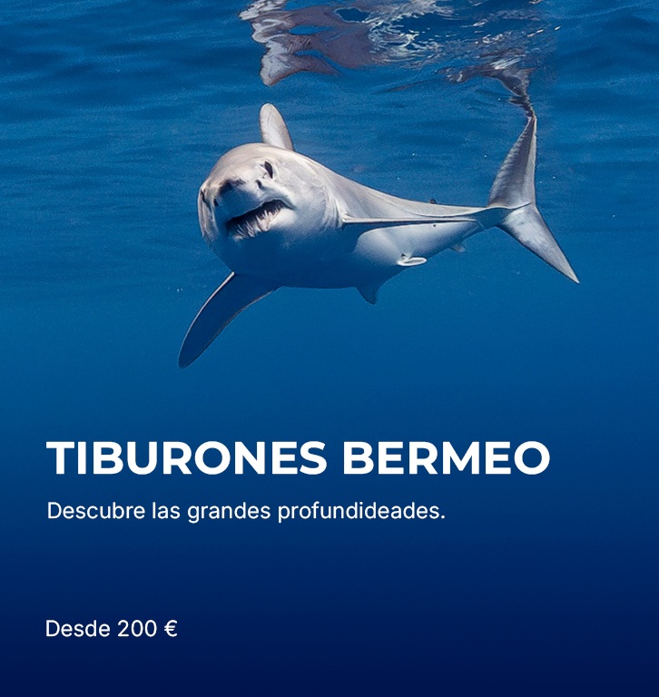 tiburones BERMEO Snorkel con tiburones en Bermeo